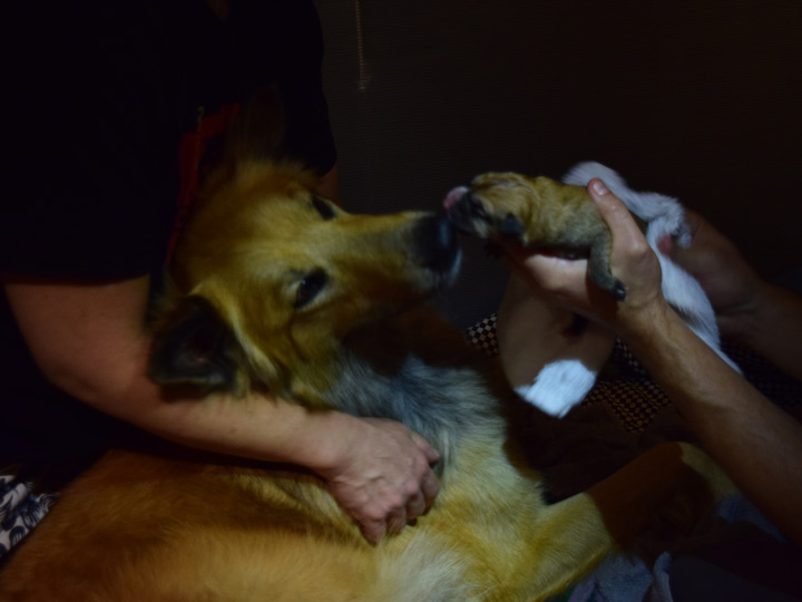 chinook dog
